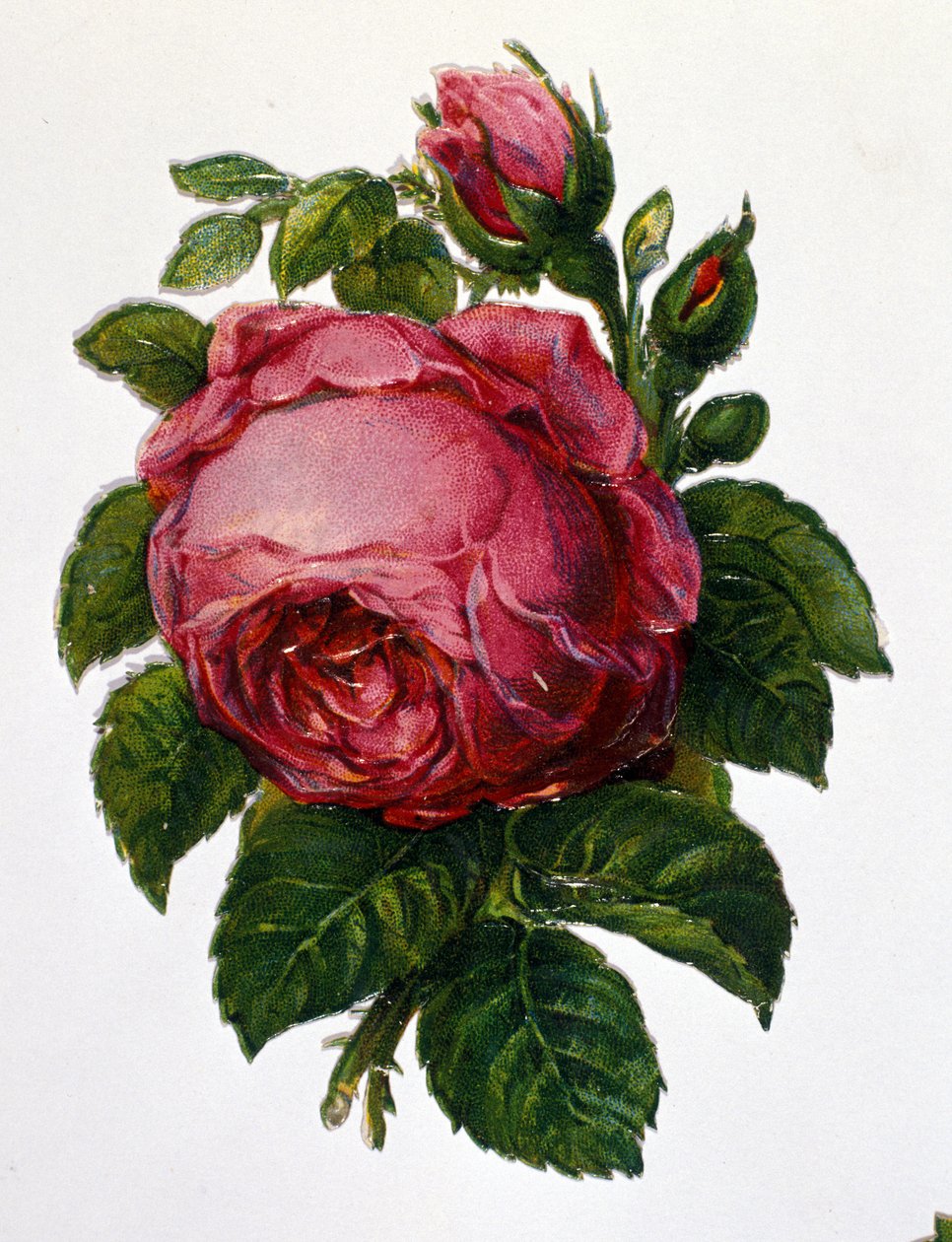 Una rosa de Unknown artist