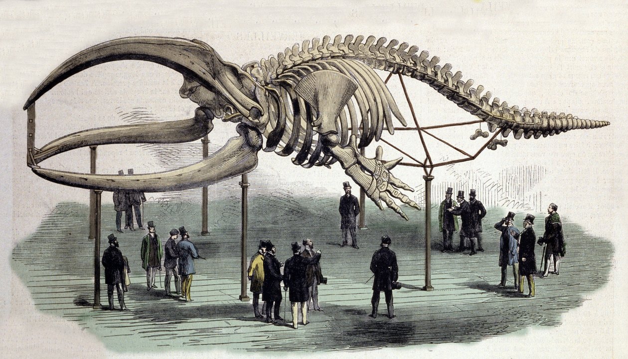 Un esqueleto de ballenas en el Royal College of Surgeons en Londres. Grabado del siglo XIX de Unknown artist