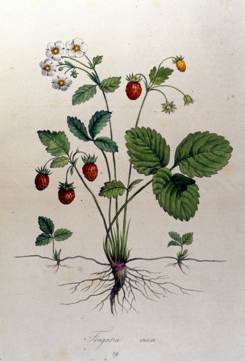Un madroño y sus frutos: lámina botánica del siglo XIX. de Unknown artist