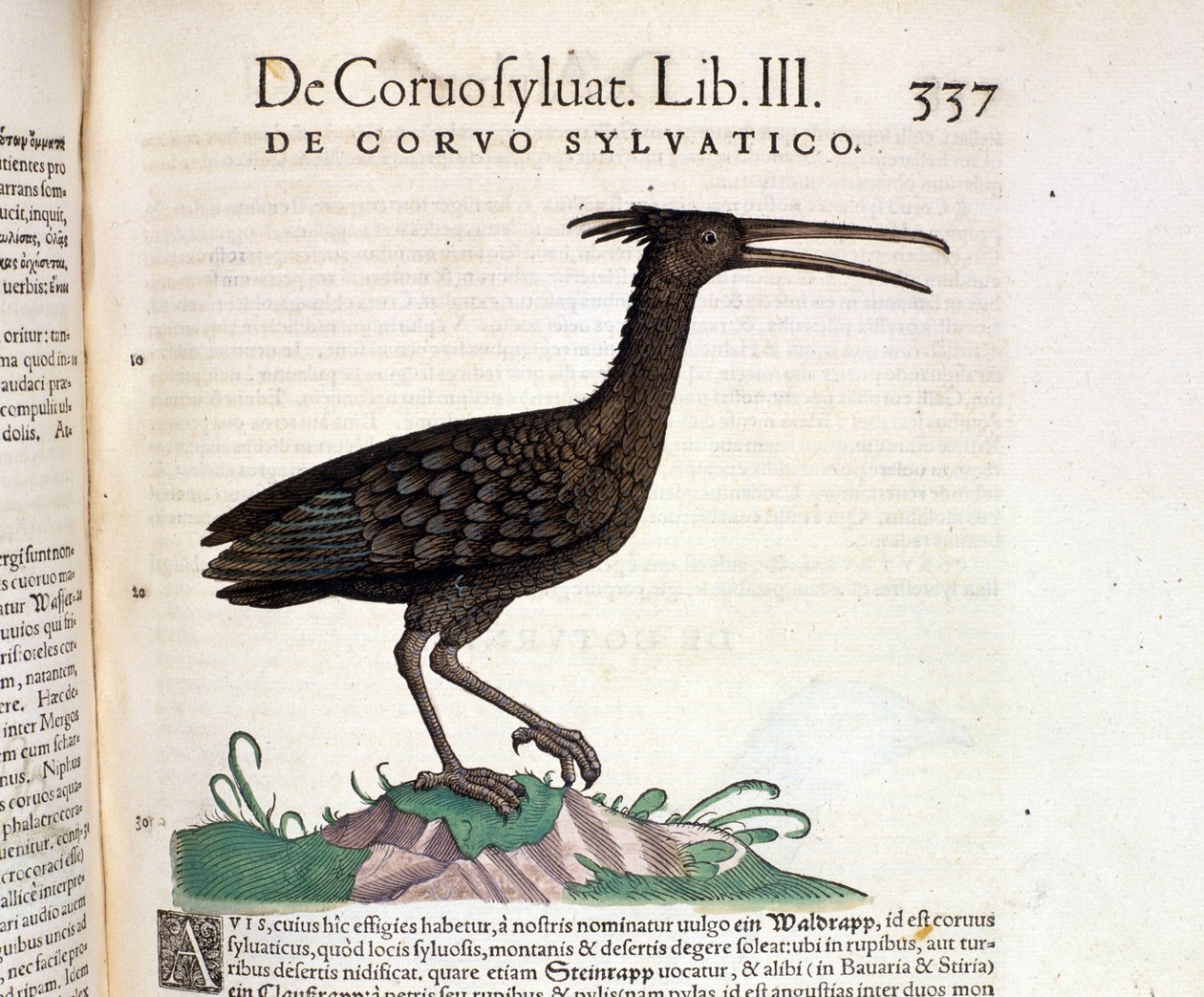 Un cuervo salvaje de la Historia Animalium de Conrad Gesner, Tiguri 1560. Biblioteca Nazionale Braidense. Milán de Unknown artist