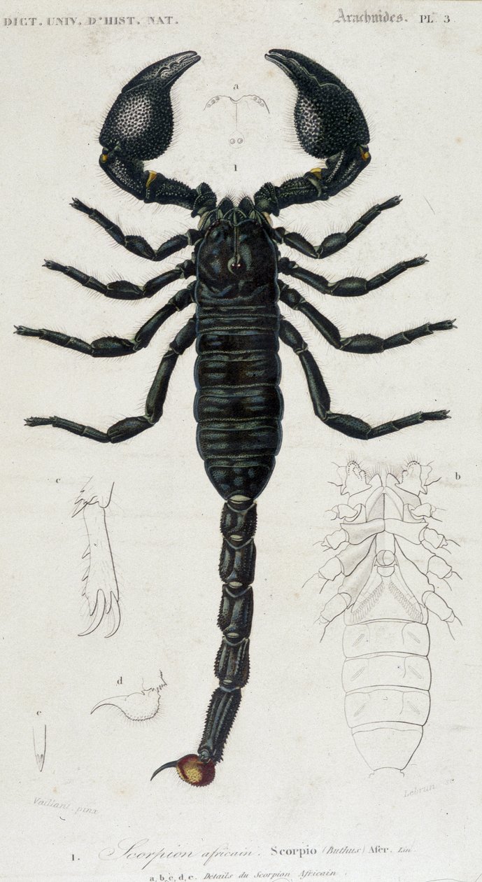 Escorpión africano - Tabla de Historia Natural de Unknown artist