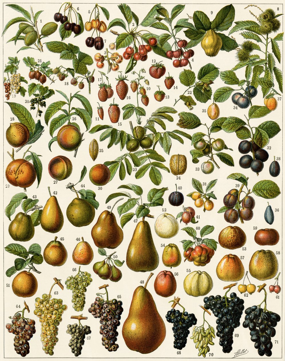 Agricultura: Tabla botánica que representa frutas comestibles (cereza, frambuesa, fresa, arándano, durazno, albaricoque, nueces, uvas, pera, avellana, higo, manzana, ciruela...). Litografía a color. de Unknown artist