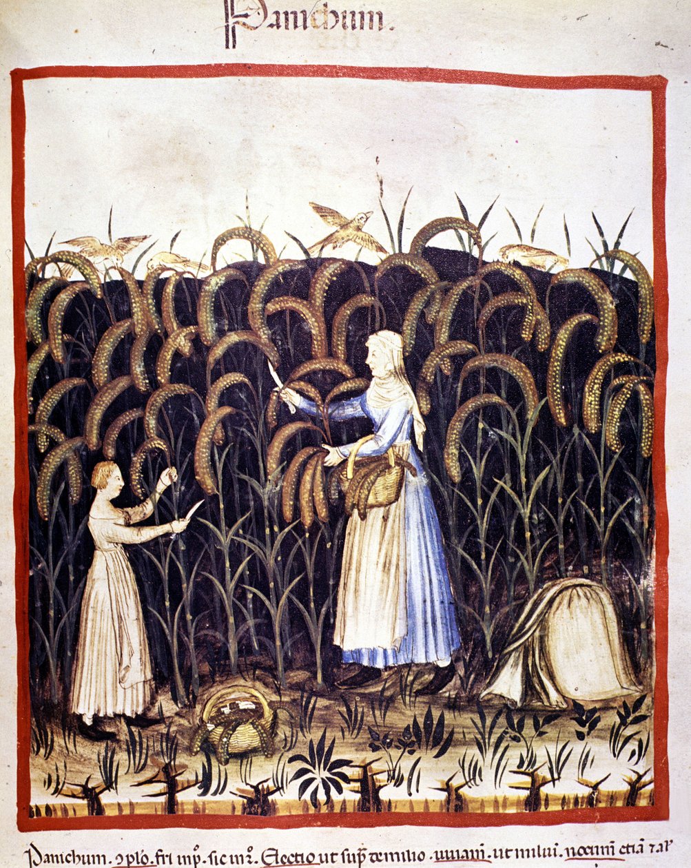 Agricultura. Recolección de pánico (cereal). Iluminación de la leche de medicina y dietética "Tacuinum sanitatis" de Unknown artist