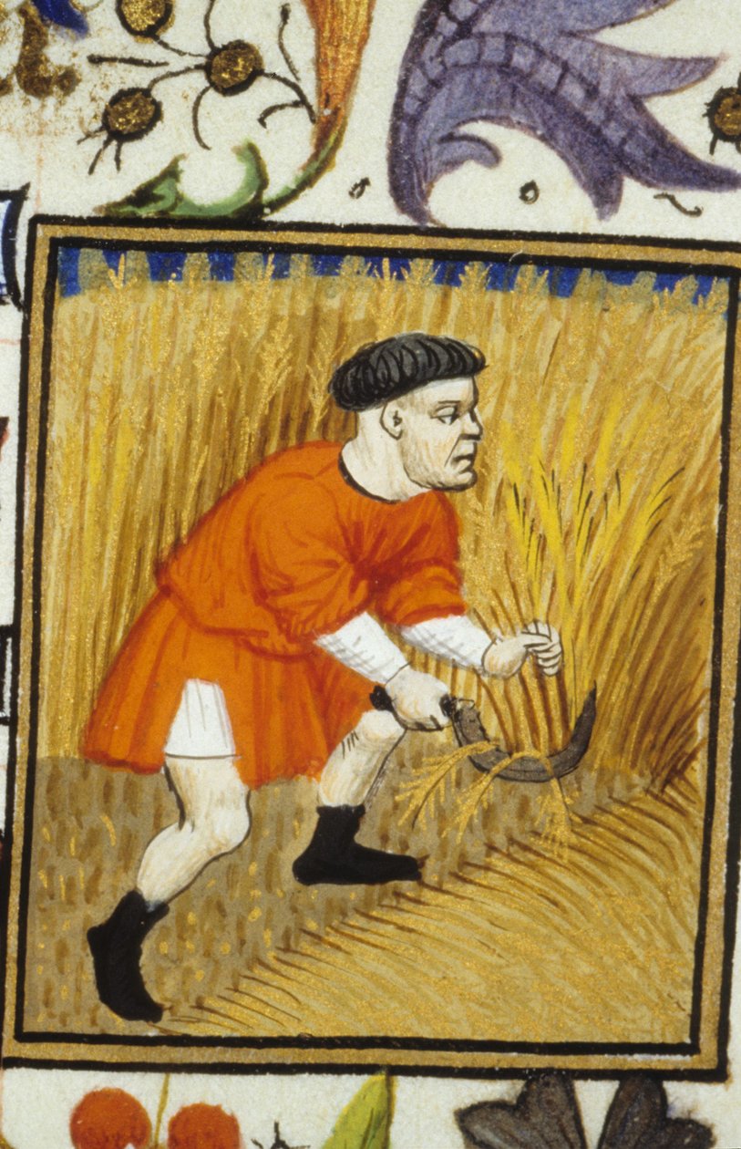 Representación alegórica de julio. Cosecha: un campesino segando trigo dorado. Miniatura de un manuscrito del siglo XIV de Unknown artist