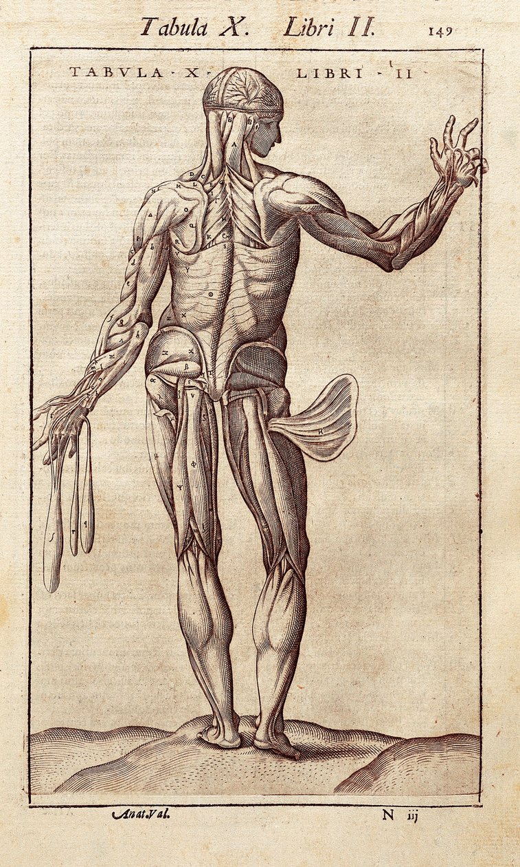 Tabla anatómica que representa a un hombre de espaldas. Grabado en "Anatomia Corporis Humani" de Juan Valverde De Amusco (1525-1588). Barcelona. Biblioteca de Catalunya. de Unknown artist