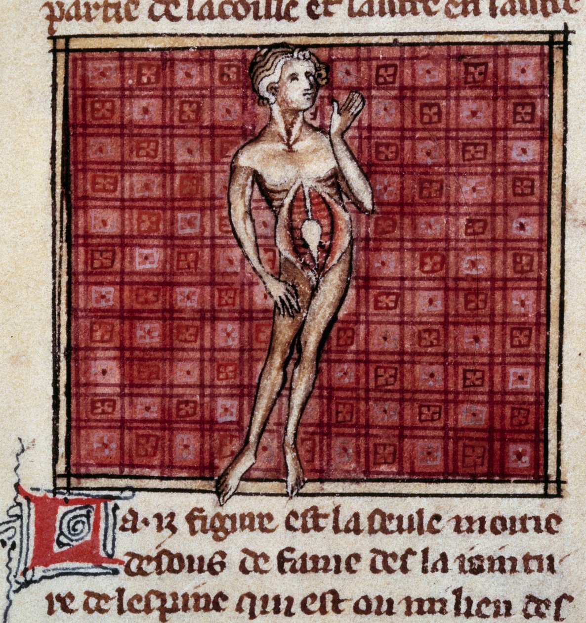 Figuras anatómicas: corteza masculina y femenina, abdomen abierto, mostrando los riñones, vejiga, genitales: detalle del hombre. Miniatura del manuscrito "Cirugía" (Folio 29) escrito por Henri de Mondeville (cirujano de Felipe el Hermoso, profesor de anato de Unknown artist