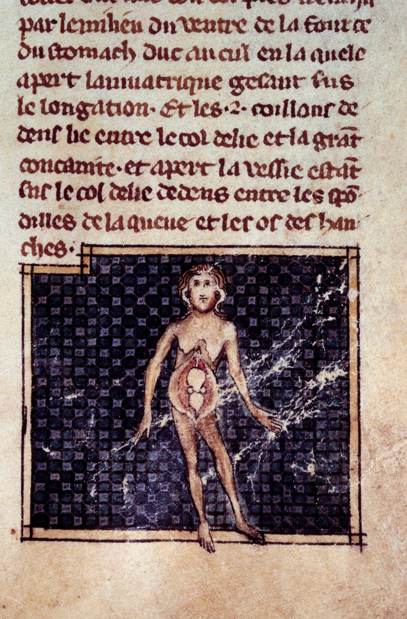 Figuras anatómicas: hombre y mujer con abdomen abierto, mostrando los riñones, vejiga, genitales: (detalle). Miniatura del manuscrito “Cirugía” (Folio 29) escrito por Henri de Mondeville (cirujano de Philippe Le Bel profesor de anatomía) de Unknown artist