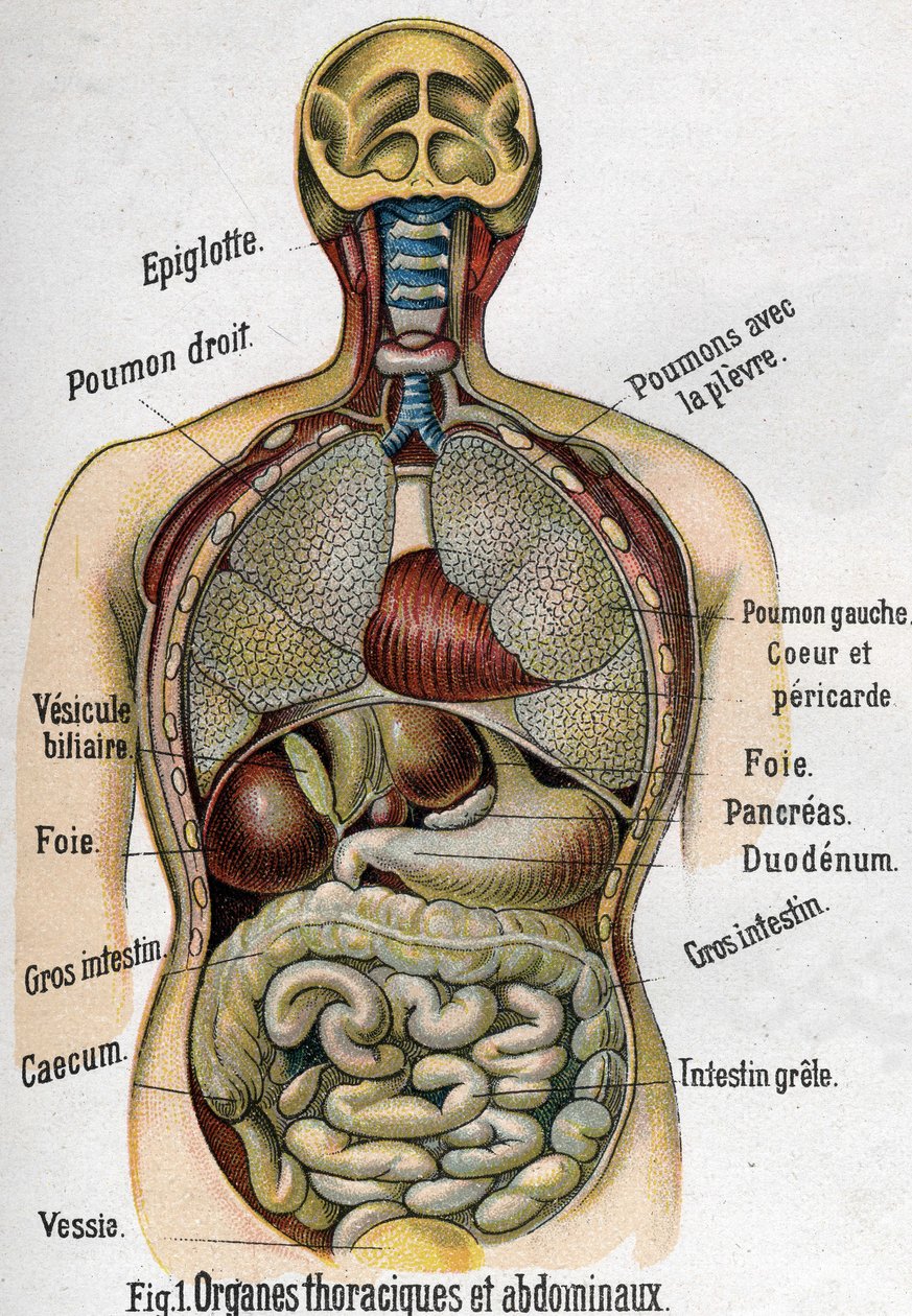 Anatomía: Órganos del pecho y abdomen. (Intestino, hígado, páncreas, pulmón, etc.) en La nueva medicación natural por F.E. Bilz. 1898 de Unknown artist