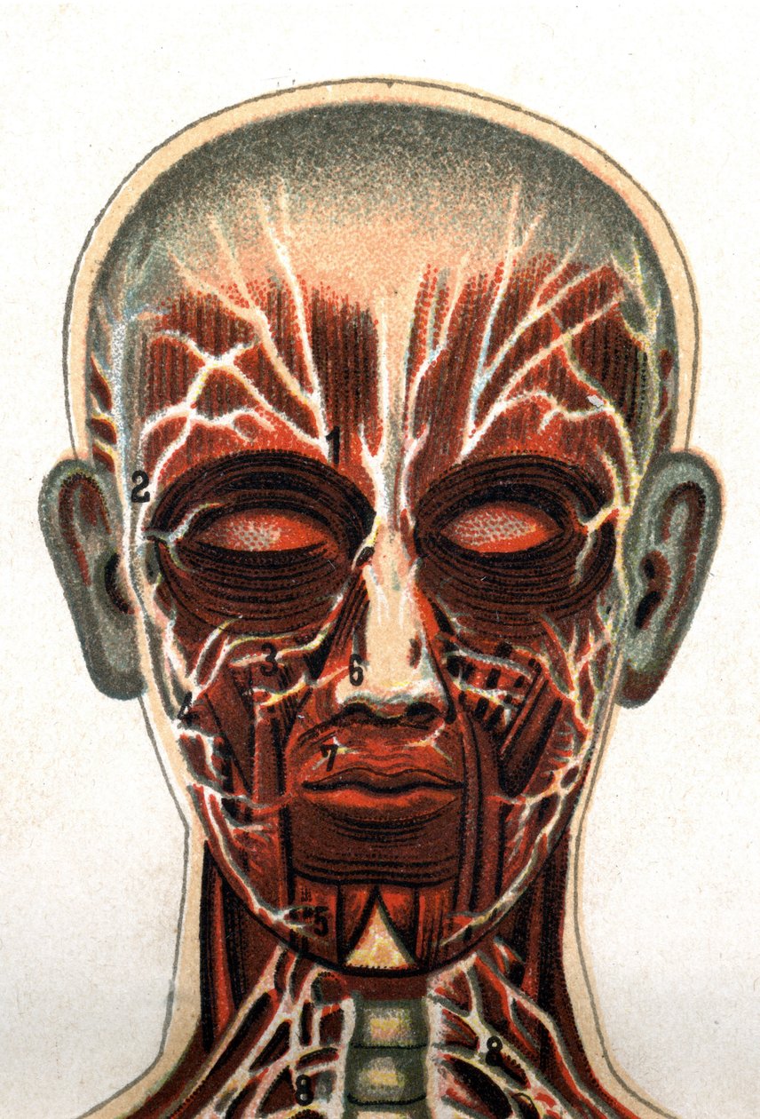 Anatomía: sección transversal del cráneo humano, sección vista desde el frente que representa el sistema muscular. En “La nueva medicación natural” por F.E. Bilz. 1898 de Unknown artist