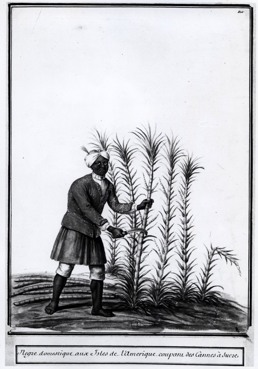 Antillas, negro doméstico cortando caña de azúcar. de Unknown artist