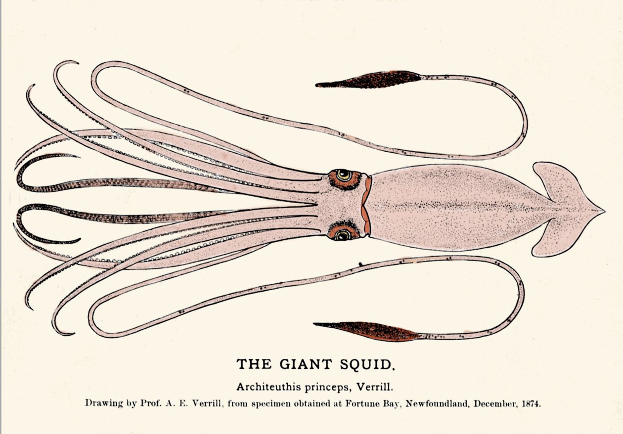 Architeuthis princeps, el calamar gigante varado en la playa de Fortune Bay (Terranova) en diciembre de 1874 y descrito por primera vez por el profesor A.E. Verrill. Grabado de la época. de Unknown artist