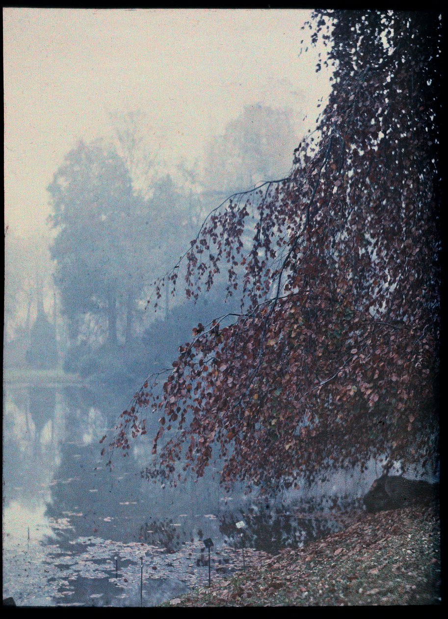 Paisaje de otoño, lago y árbol rojo en la niebla - 1920 aprox. (Autumn Landscape, Lake and red tree in the fog) Autochrome anonymous Collection privee de Unknown Artist
