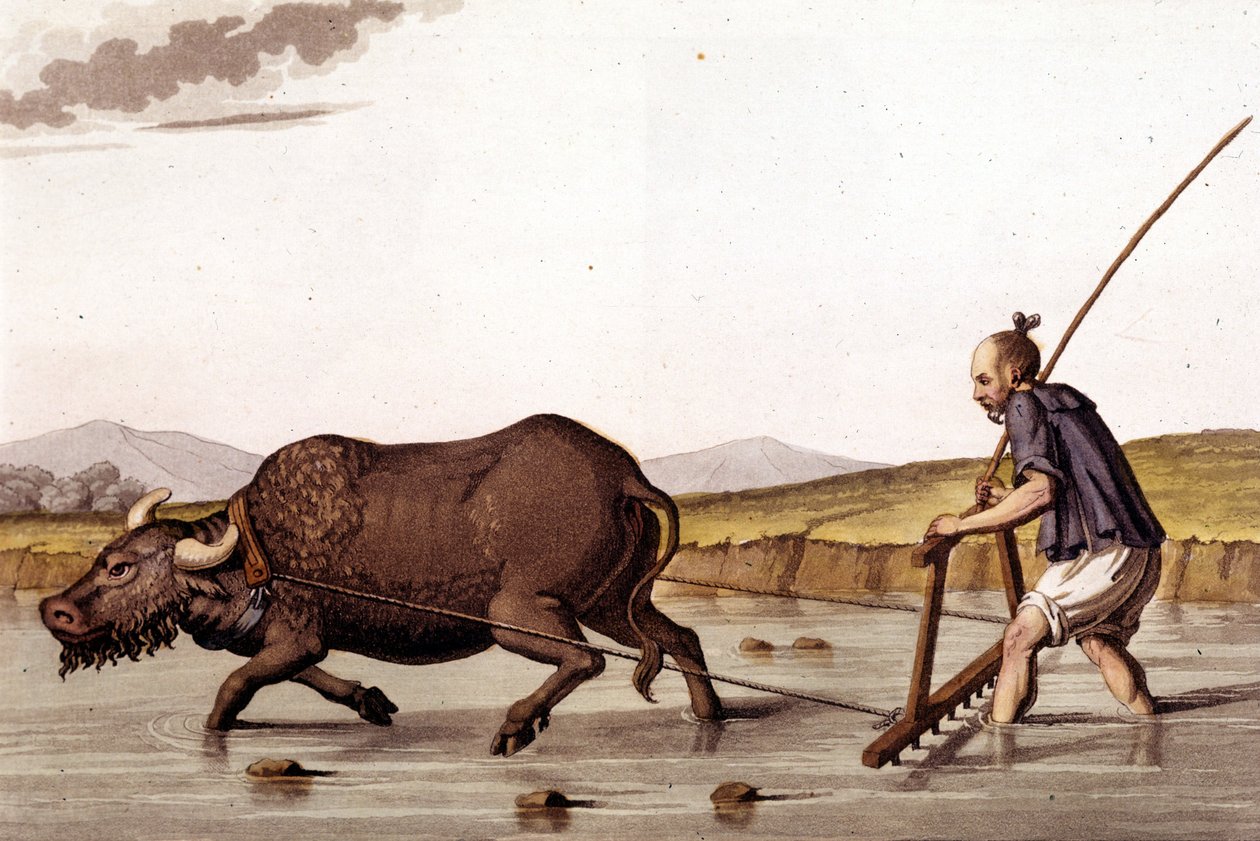 Arar el campo de arroz con un buey - en Le costume ancien et moderne por J. Ferrario, ed. Milán de Unknown artist