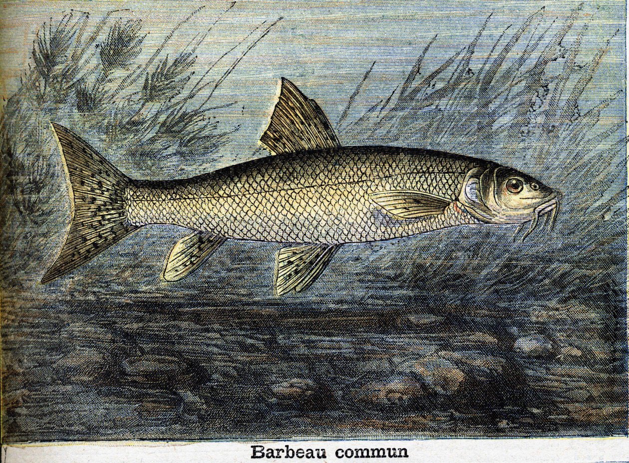 Barbo común. Grabado de 1897 de Unknown artist