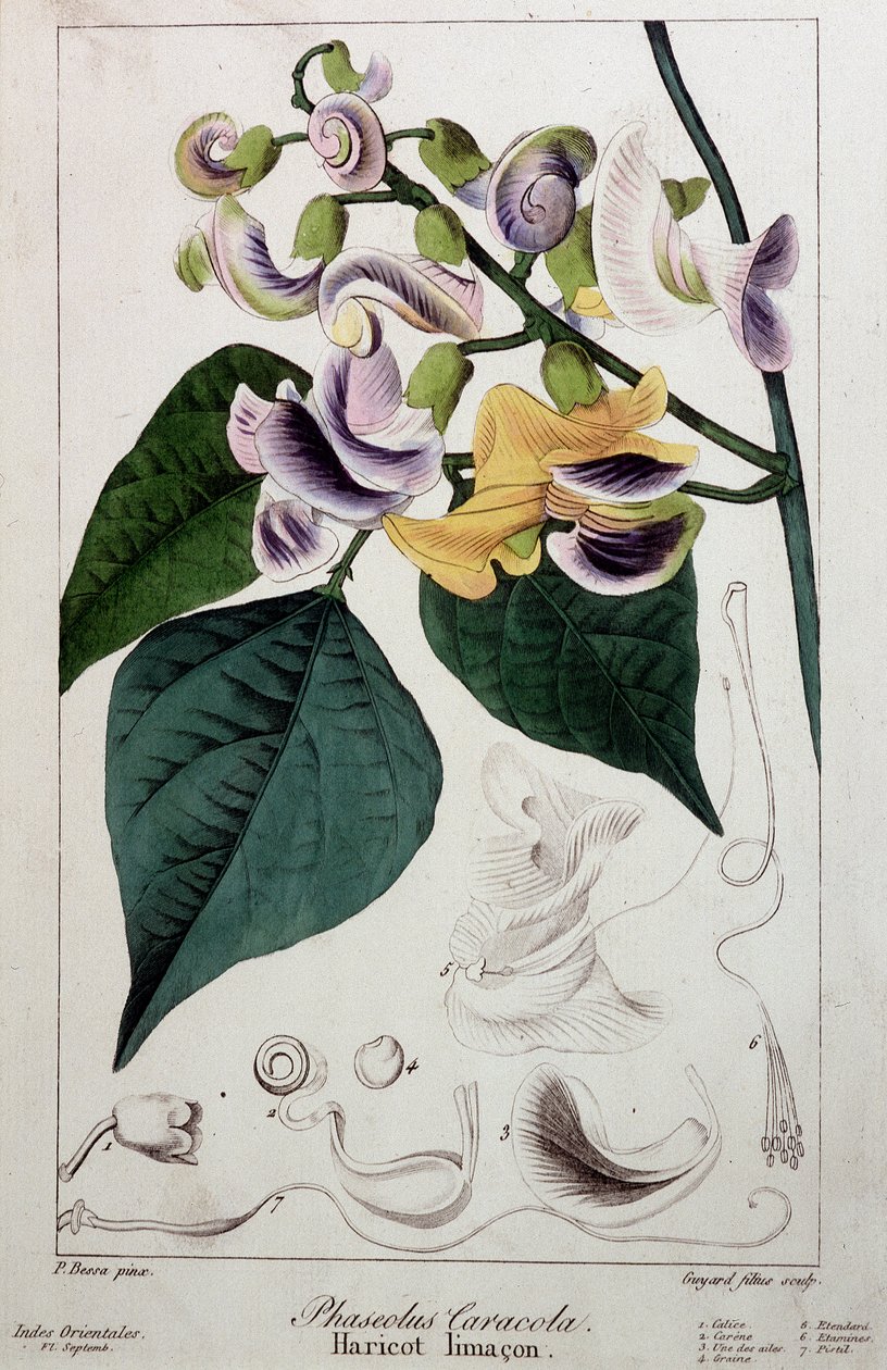 Babosa de frijol (phaseolus caracola), lámina botánica de Unknown artist
