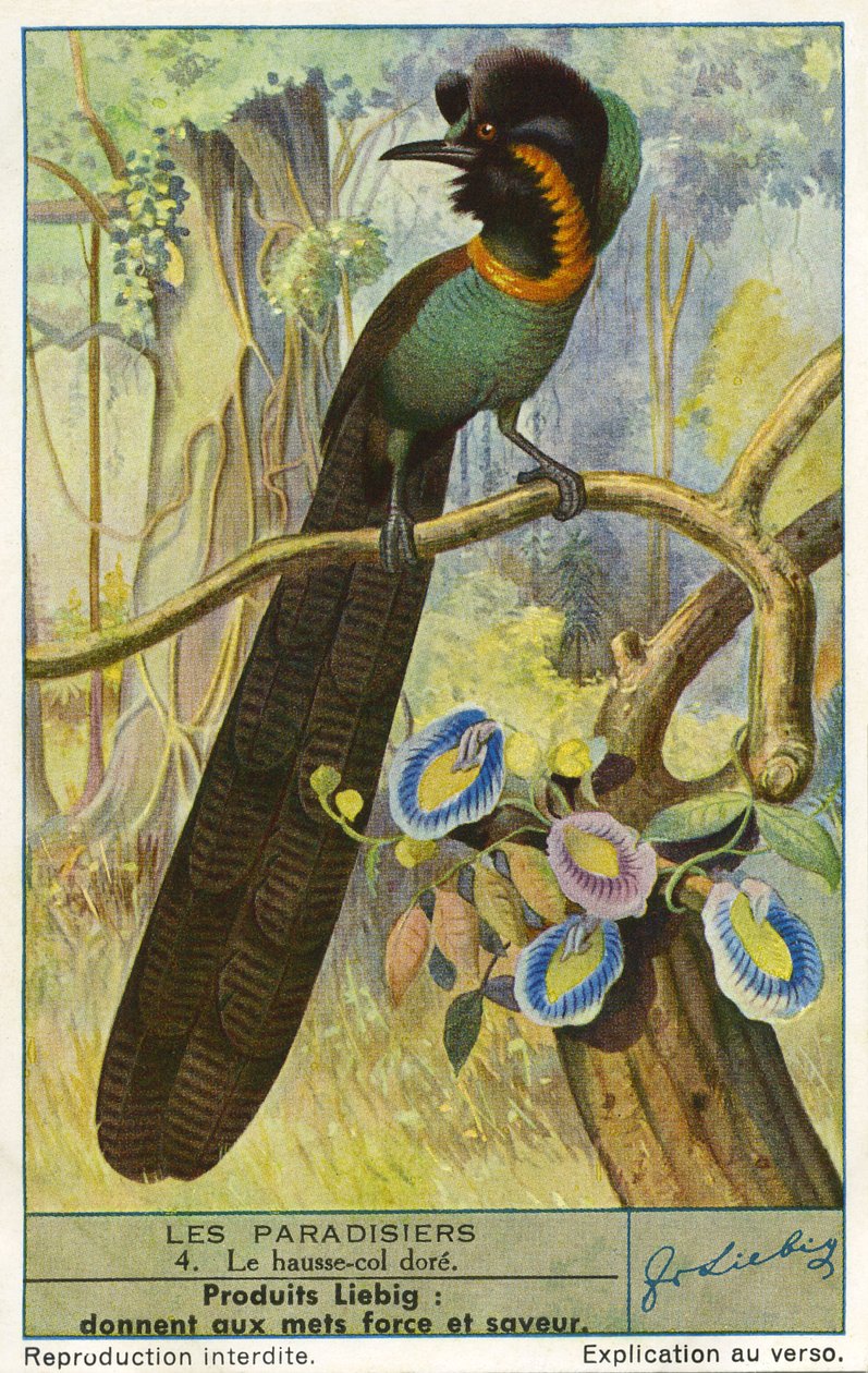 Ave del Paraíso de Unknown artist