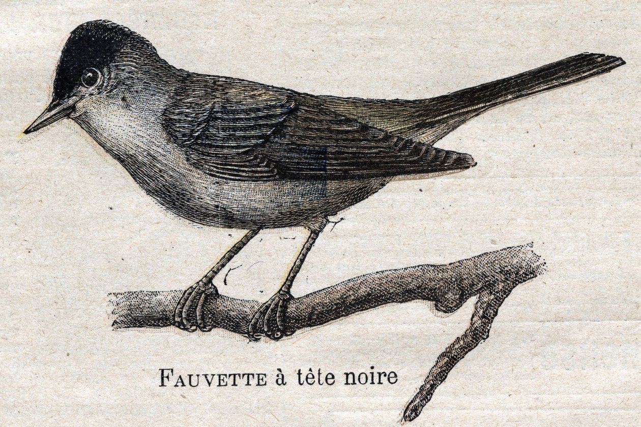 Aves útiles para la agricultura: Reinita de patas negras de Unknown artist