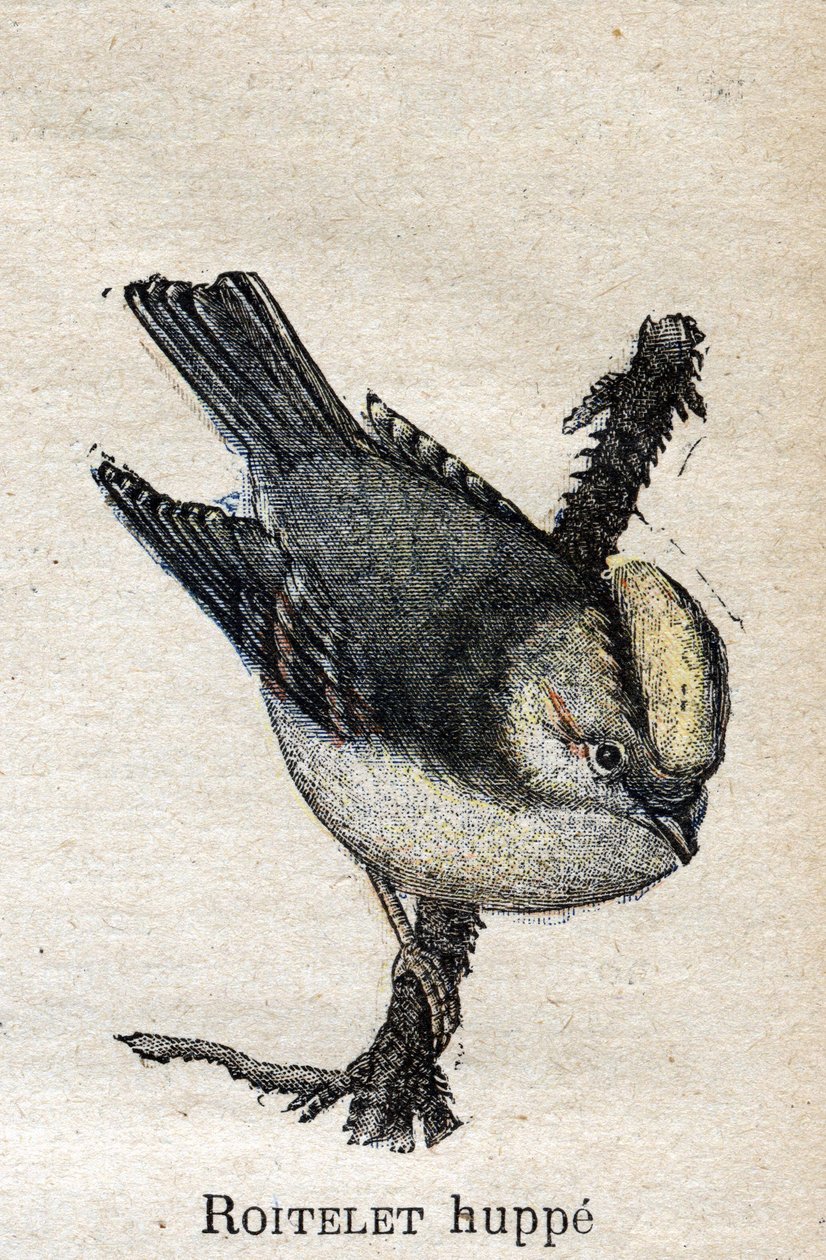 Aves útiles para la agricultura: Reyezuelo listado de Unknown artist