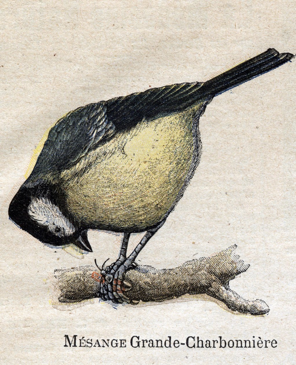 Aves útiles para la agricultura: Gran Carbonero - Carbón de Unknown artist