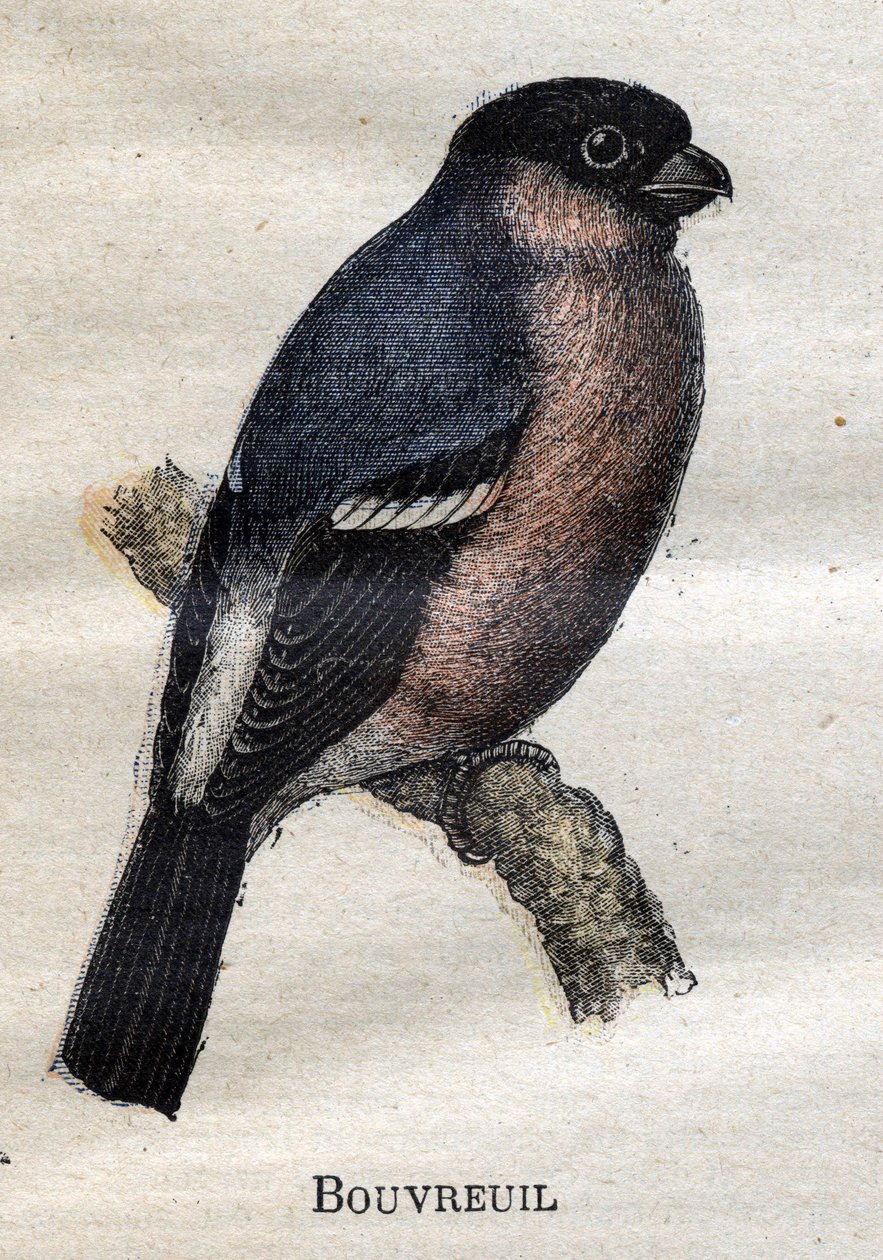 Aves útiles para la agricultura: Camachuelo de Unknown artist