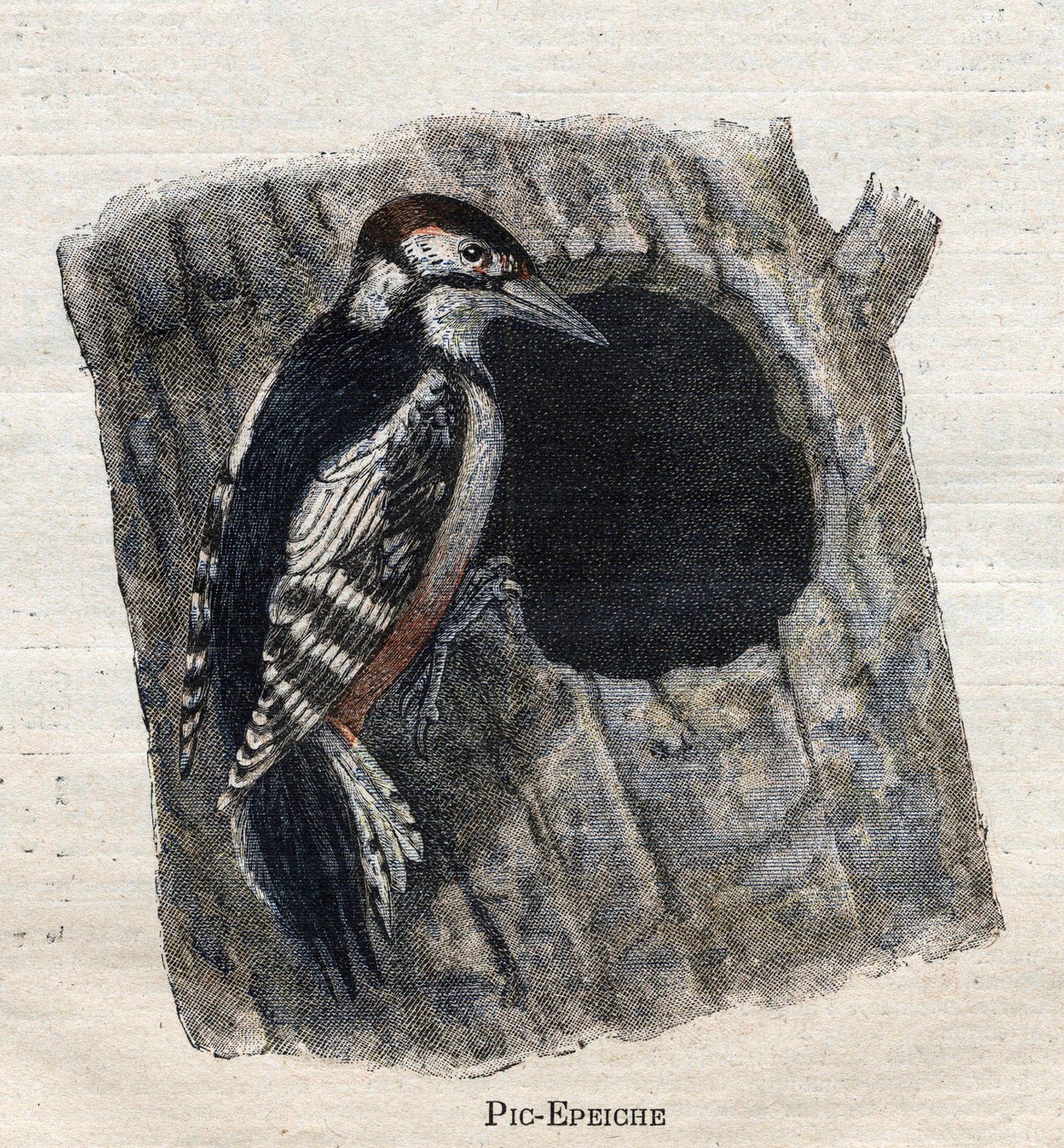 Aves útiles para la agricultura: Pájaro carpintero de Unknown artist
