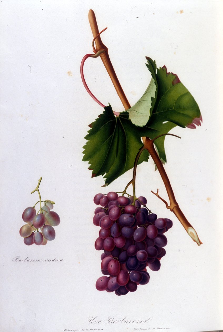 Uvas negras de Unknown artist