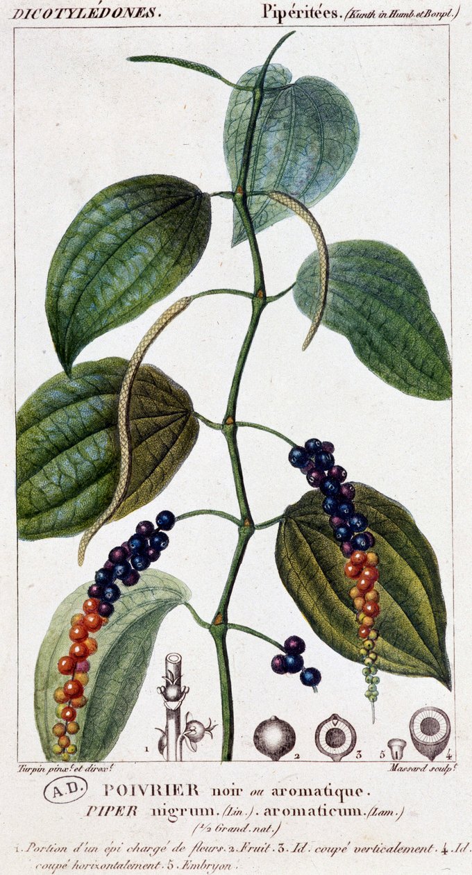 Plato de pimienta negra o aromática - lámina botánica. siglo XIX. de Unknown artist