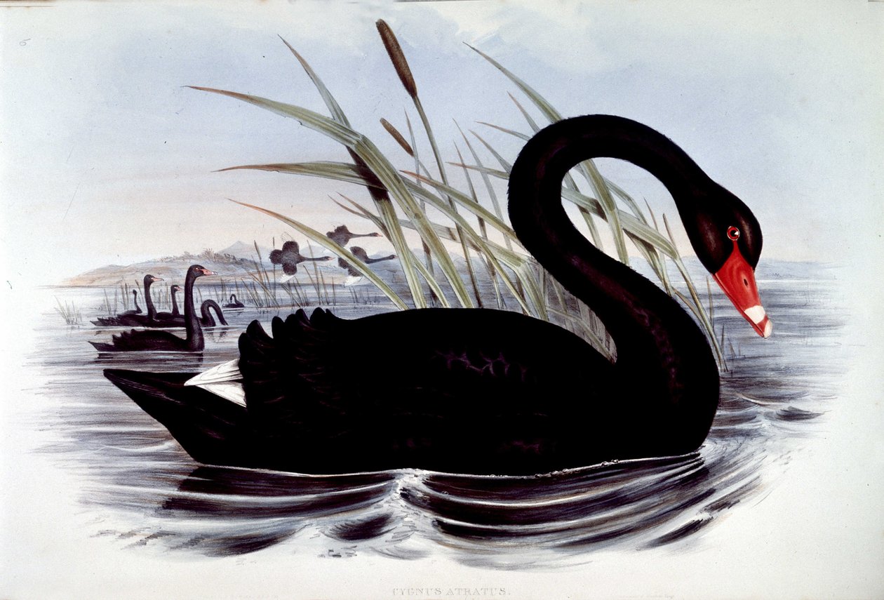 Cisne negro (cygnus atratus) - de Aves de Australia de J. Gould, principios del siglo XIX de Unknown artist