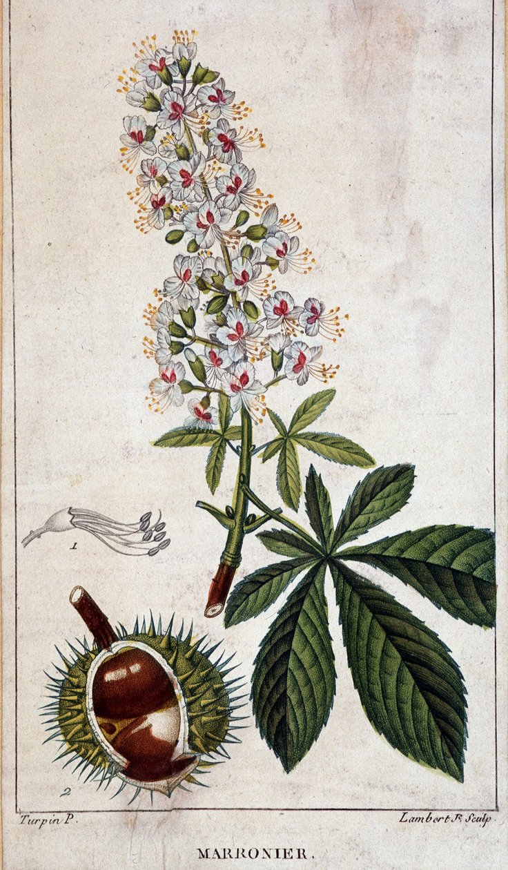 Lámina botánica - Flores, hojas y frutos del castaño de Unknown artist
