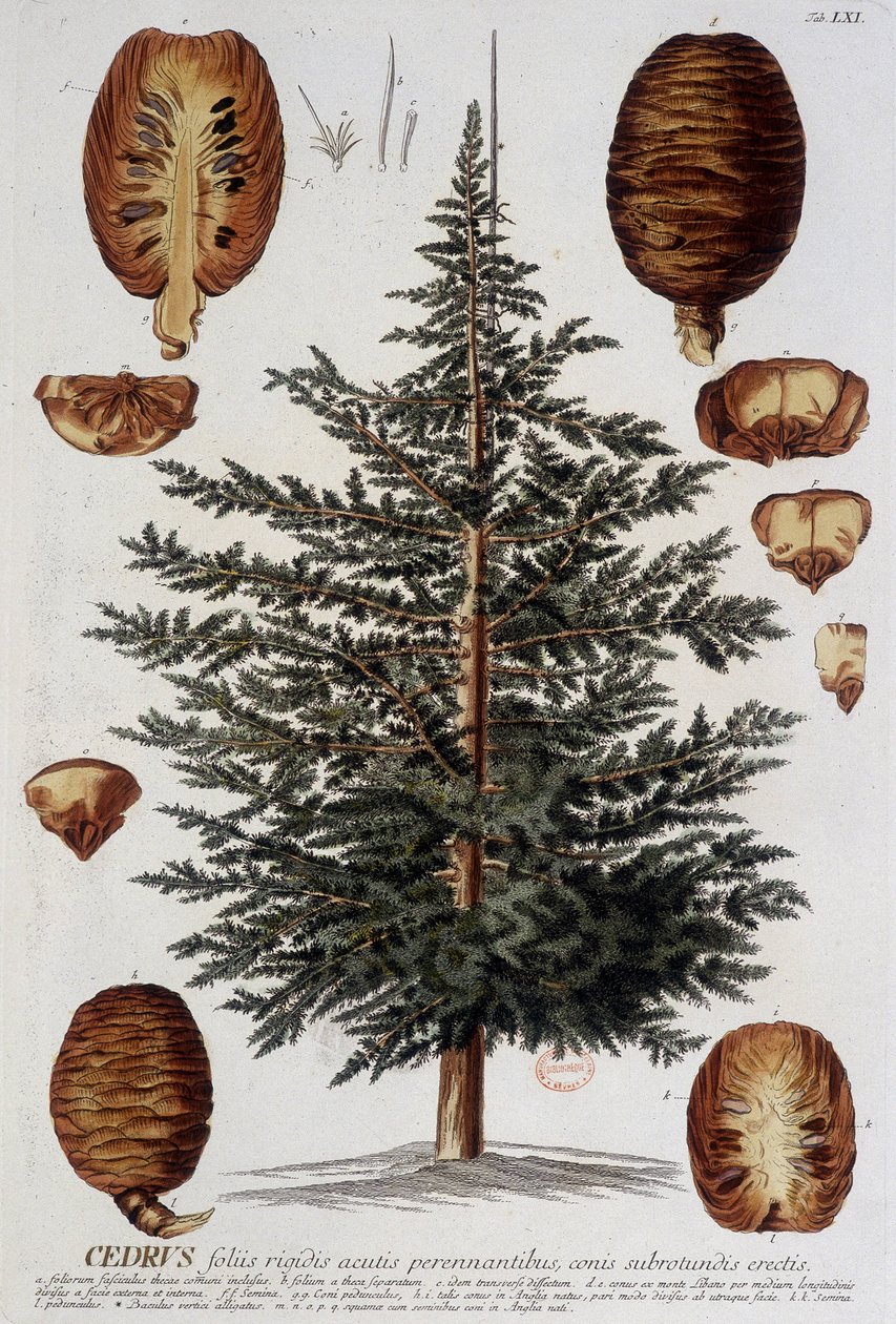 Lámina botánica: Cedro. s.f. siglo XIX de Unknown artist