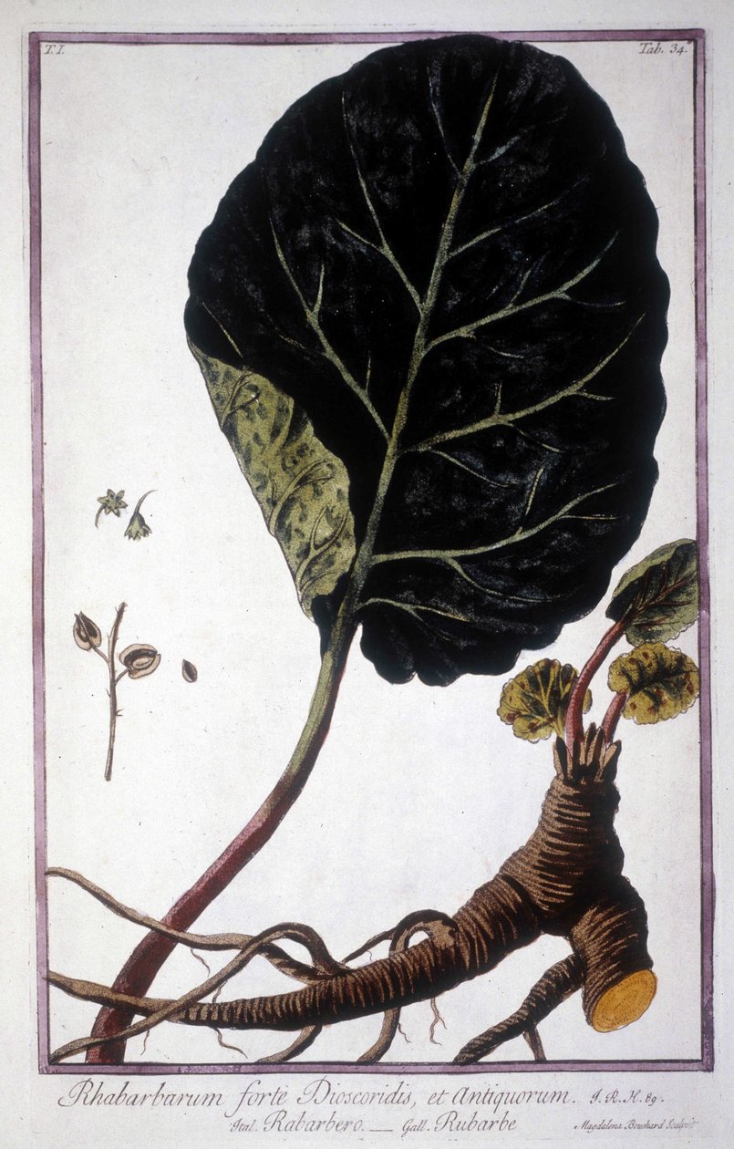 Lámina botánica: Hoja y raíces de Ruibarbo. Herbario del siglo XIX. de Unknown artist