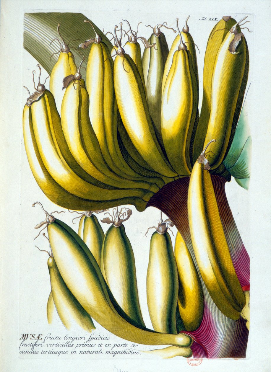 Lámina botánica: una dieta de plátanos. s.f. siglo XIX de Unknown artist