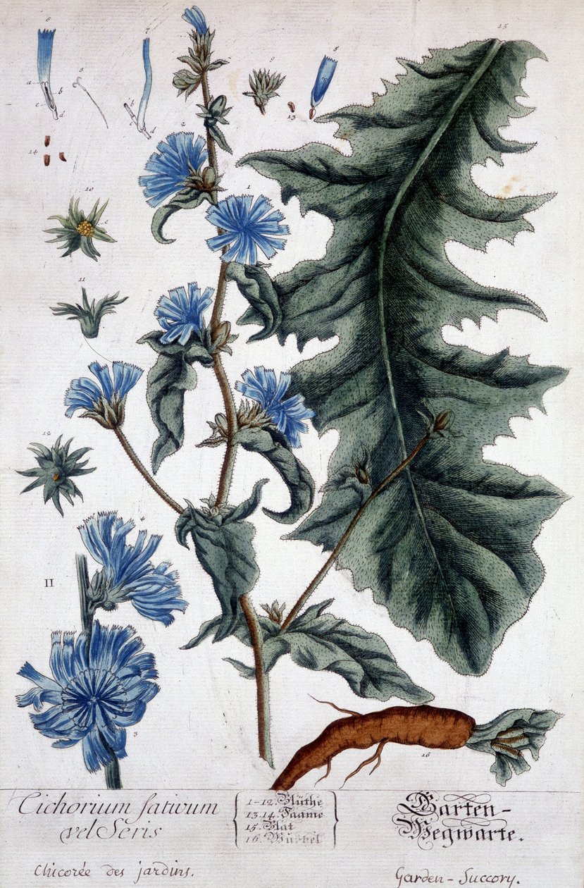 Lámina botánica: cichorium factivum velseris (achicoria de jardines) de Unknown artist