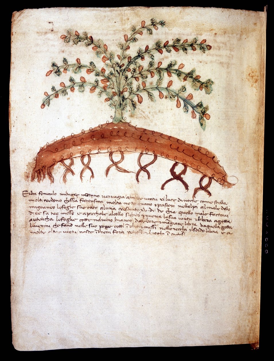 Tabla botánica representando la hierba “feniculo maggiore”. Biblioteca comunale di Rimini de Unknown artist