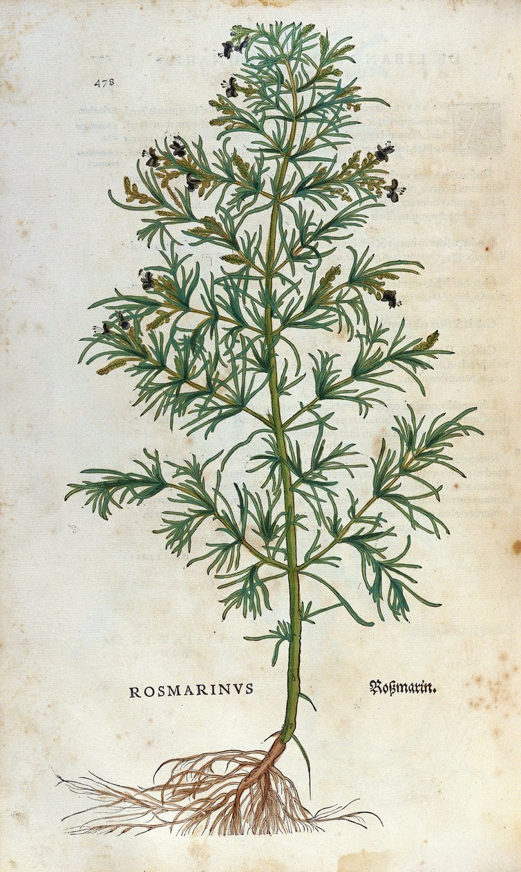 Lámina botánica: romero (rosmarinus). Herbario de Leonhard Fuchs, “Historia Stirpium”, Basilea de Unknown artist