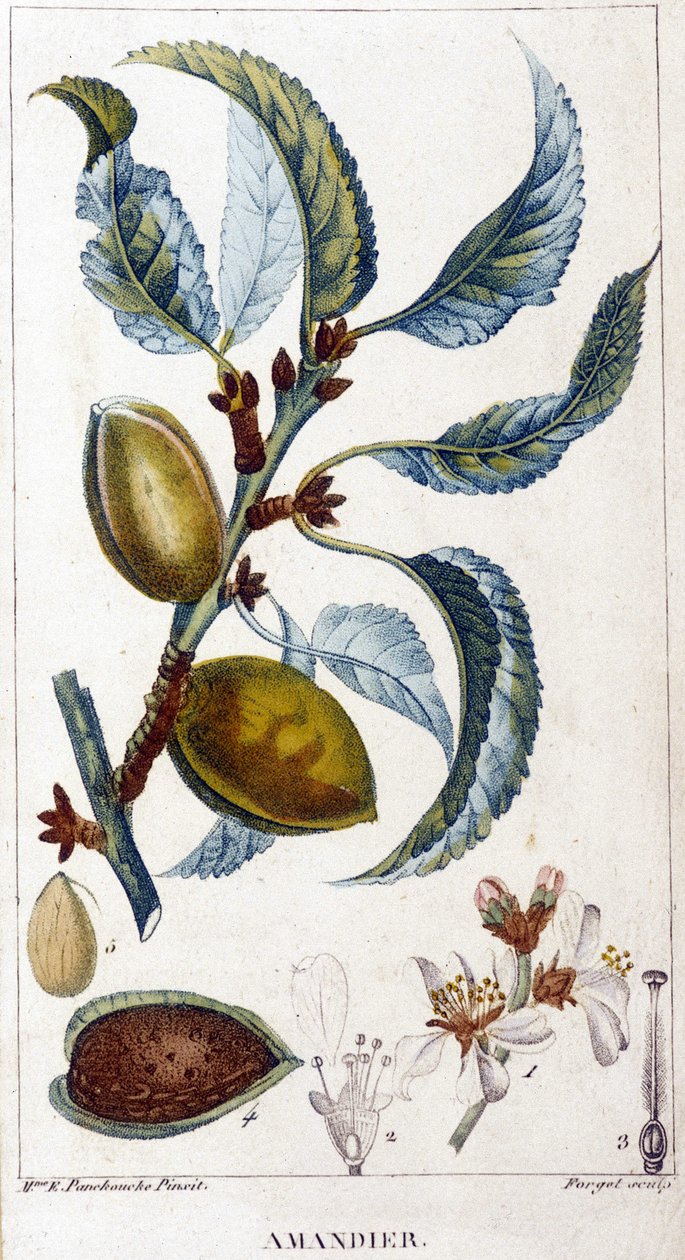 Rama, flor y fruto del almendro - lámina botánica de Unknown artist