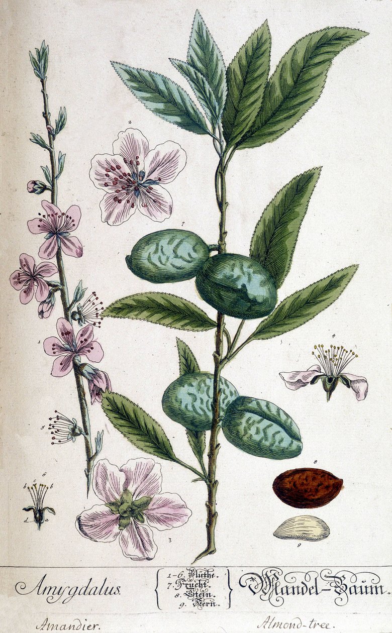 Rama, flor y fruto del almendro de Unknown artist
