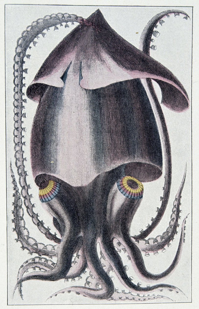 Calamar brasileño - después de Denys Montfort en "Historia natural general y particular de los moluscos", París de Unknown artist