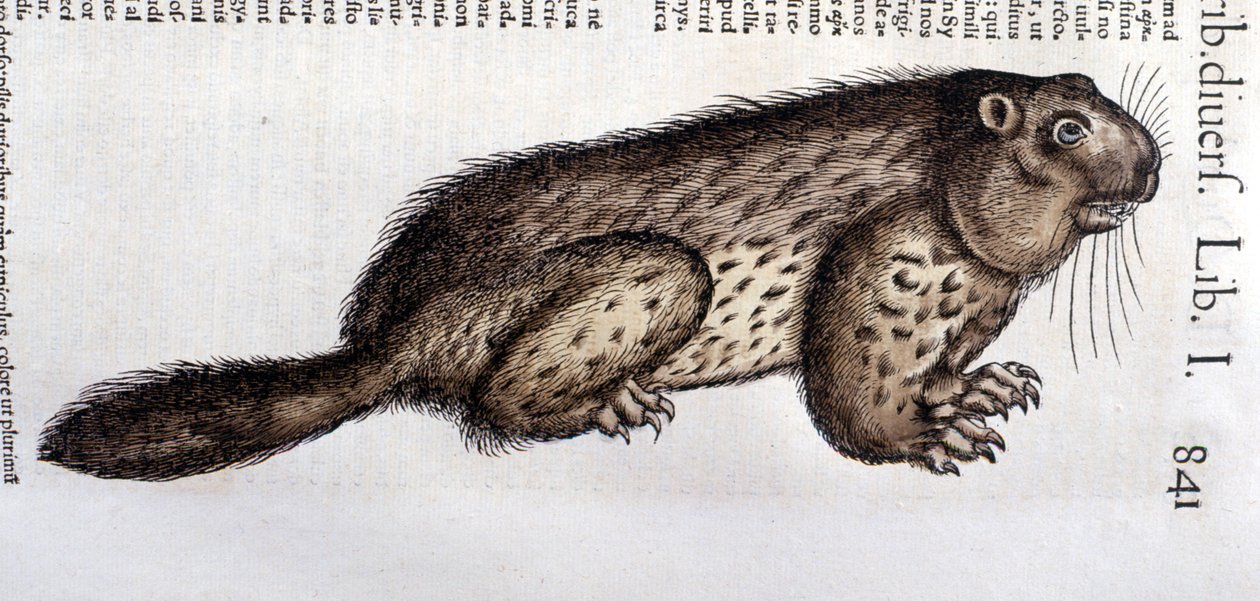 Castor - en “Historia Animalium” de Conrad Gesner, Tiguri de Unknown artist