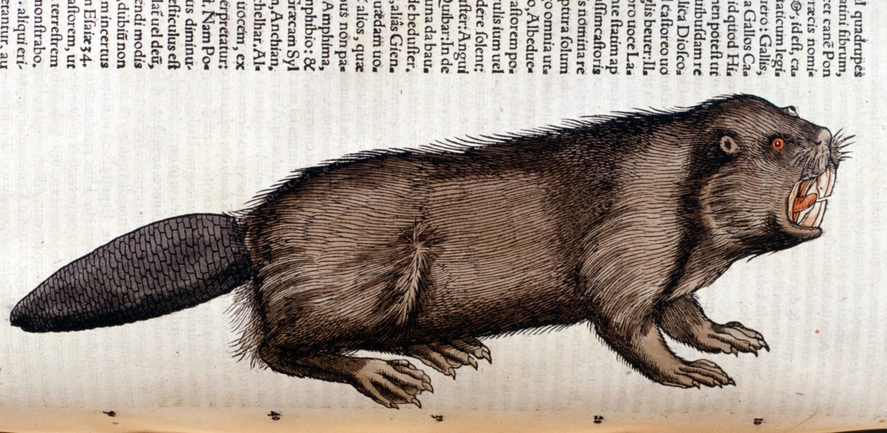 Castor - en 