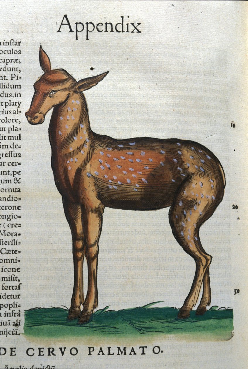 Cérvidos (¿antílope?) en Historia Animalium de Conrad Gesner, Tiguri de Unknown artist