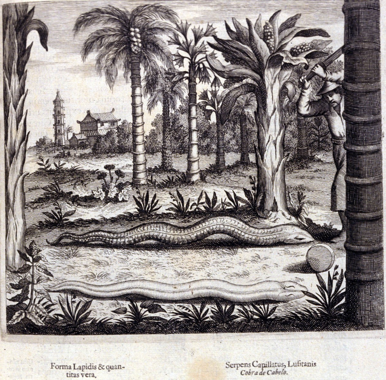 Cobra y serpiente venenosa de la India. “De China Monumenta” de Athanasius Kircher (1601 - 1680), jesuita, orientalista y erudito alemán, Ámsterdam 1667. de Unknown artist