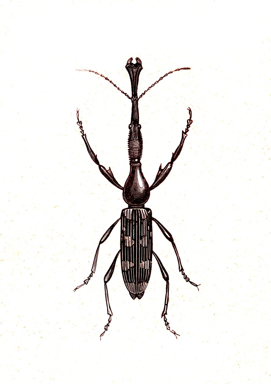 Coleópteros: Brenthus Temminchii de Unknown artist