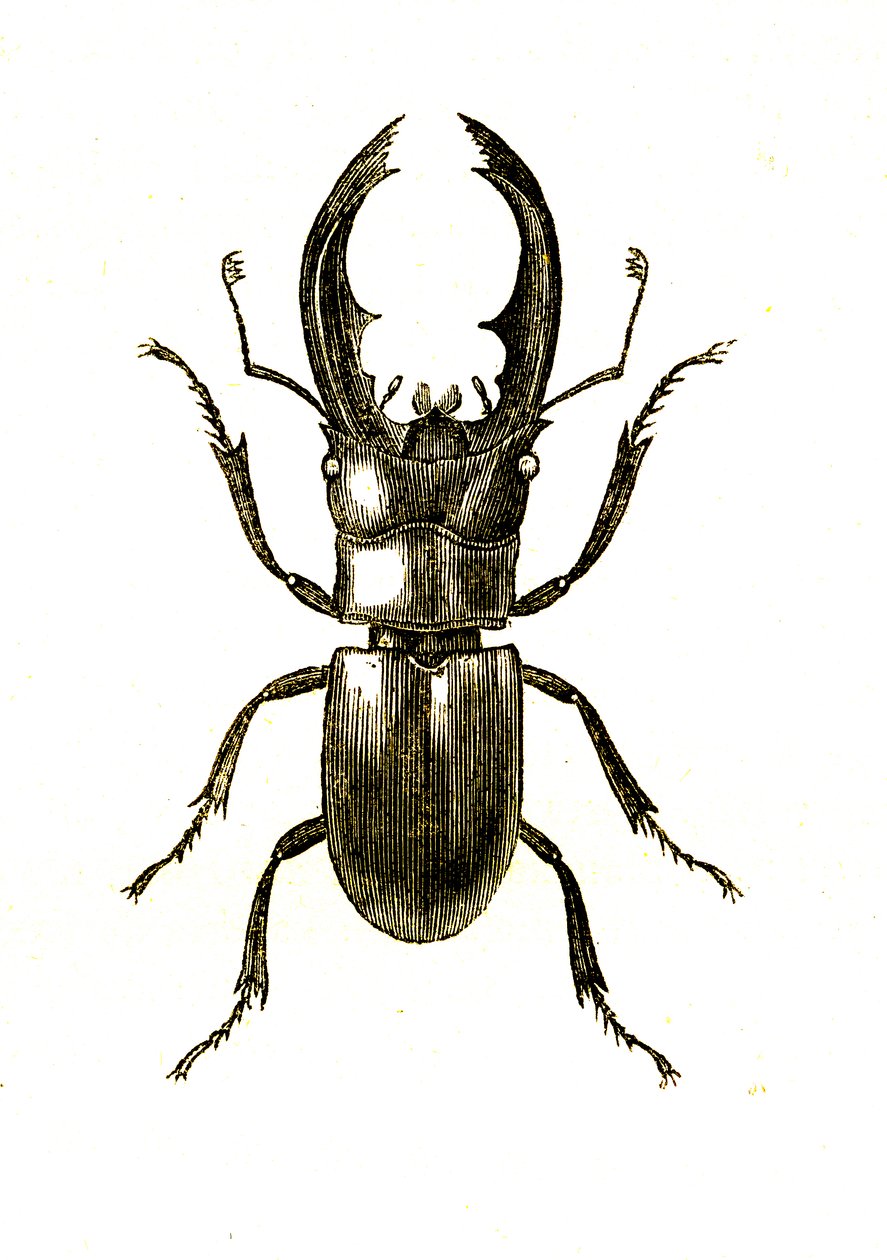 Coleópteros: Hexarthrius Buqueti o Lucanus de Unknown artist