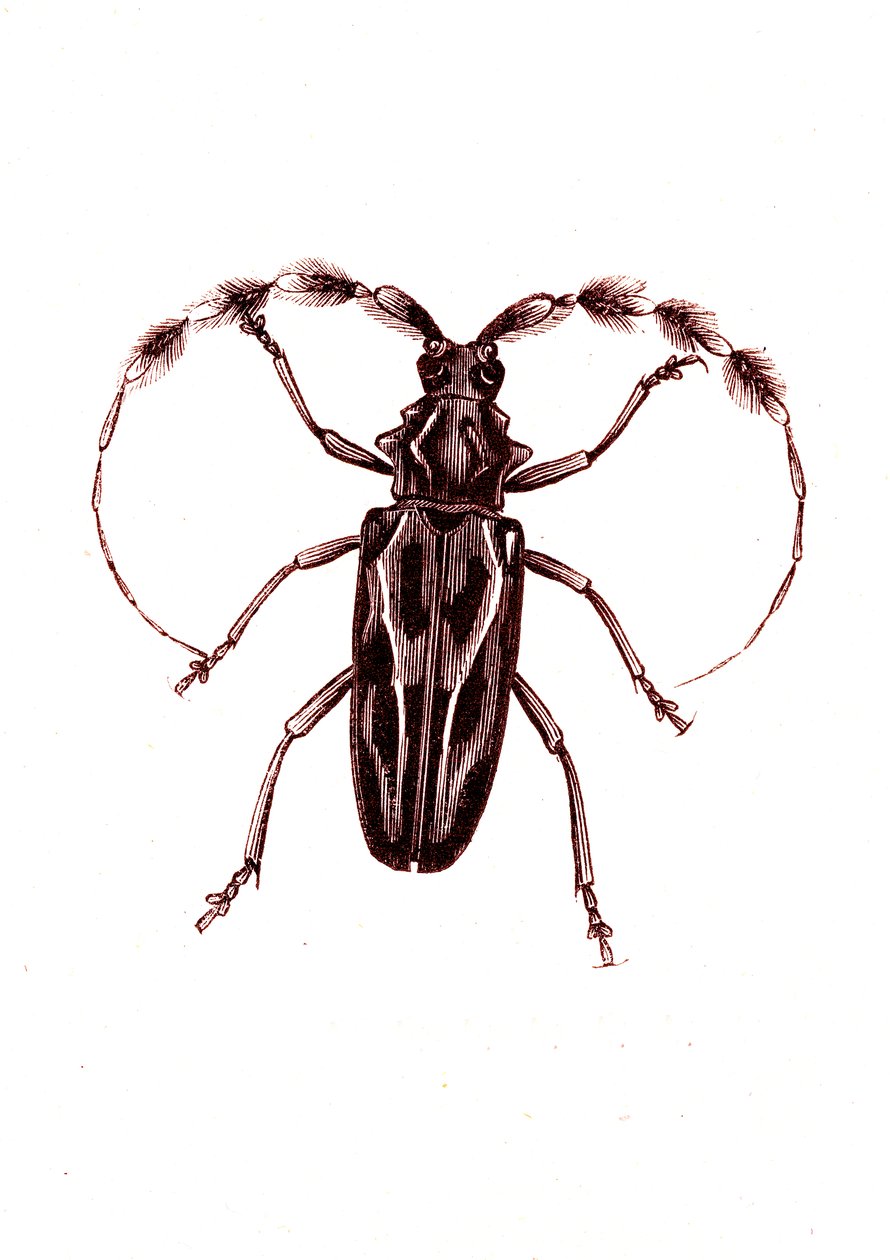 Coleópteros: Lophocerus barbatus de Unknown artist