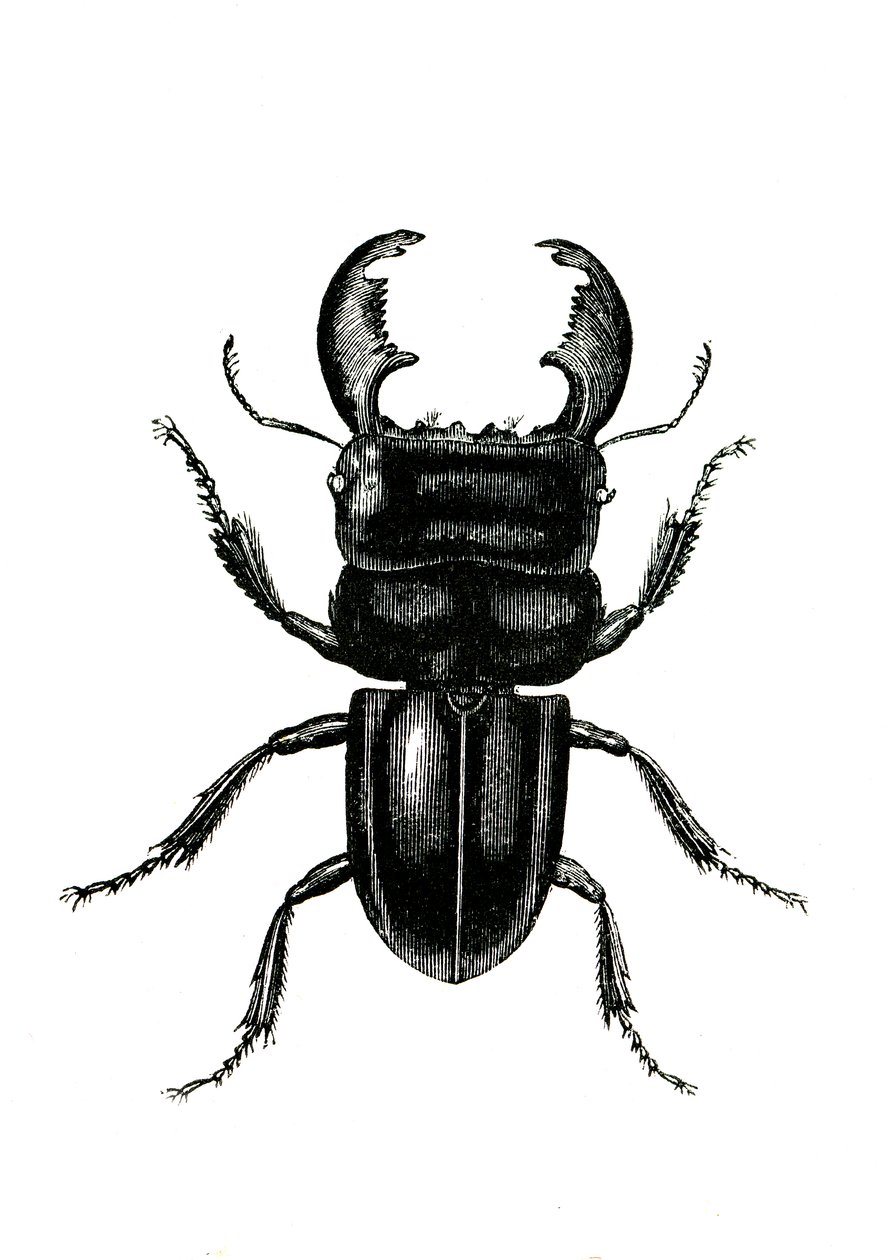 Coleópteros: Odontolarius giganteus de Unknown artist