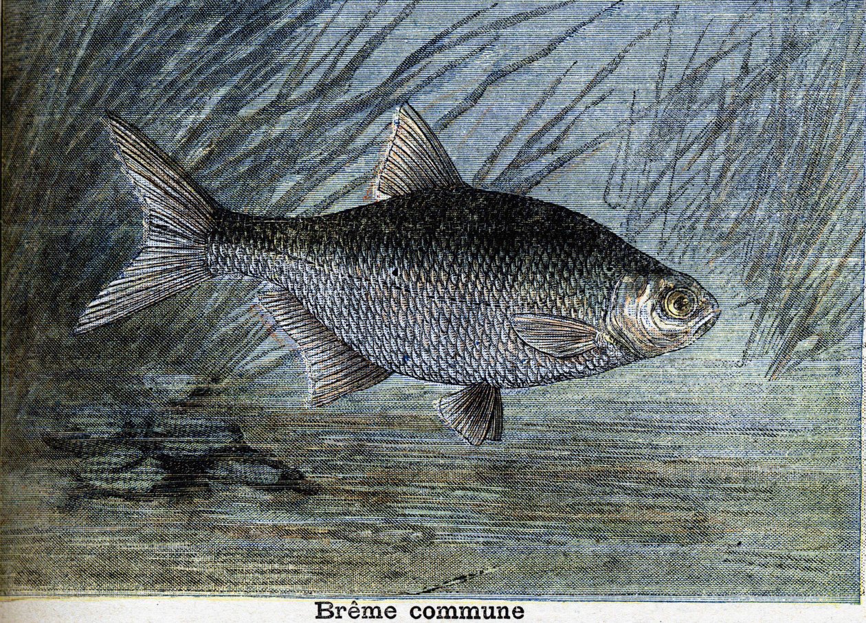 Brema común. Grabado de 1897 de Unknown artist