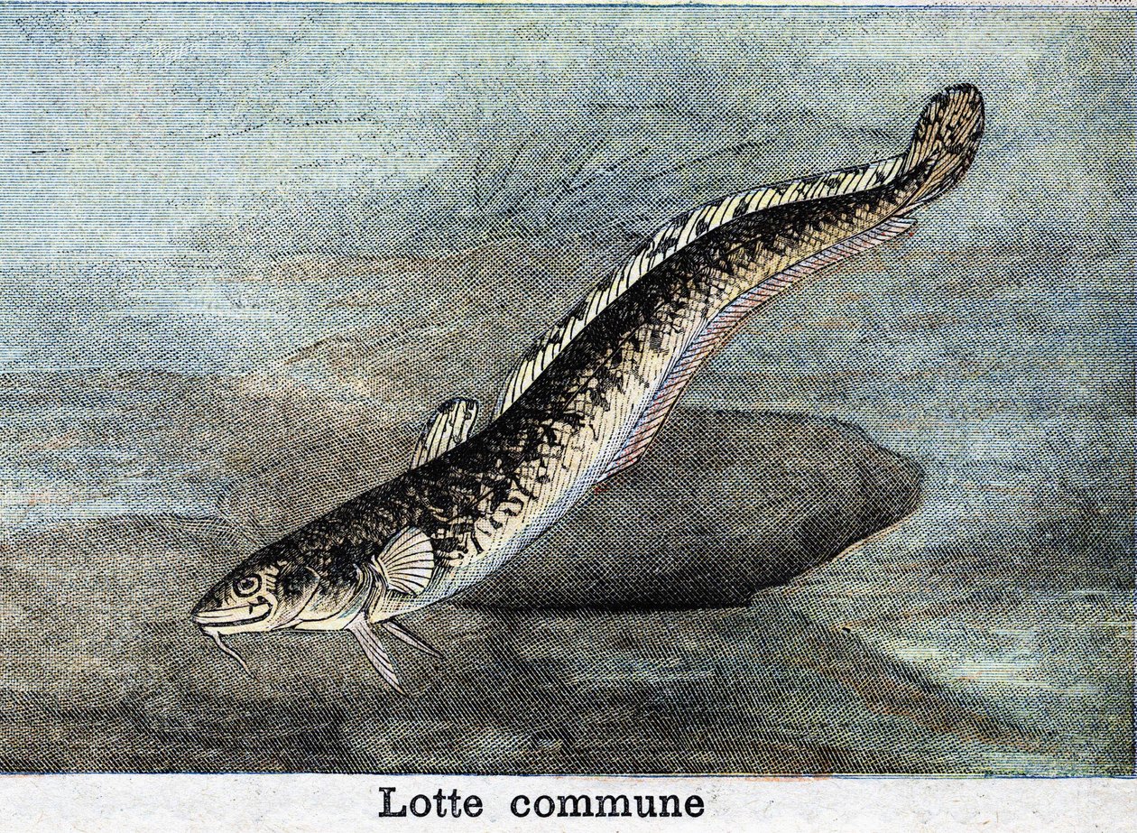 Lotte común grabado de 1898 de Unknown artist