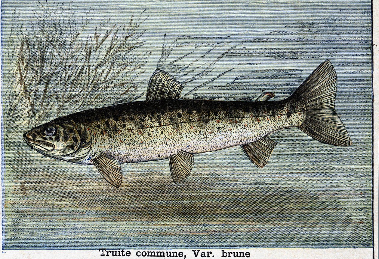 Trucha común. Grabado de 1897 de Unknown artist