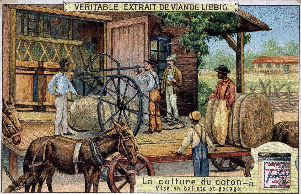 Cultivo de algodón: Fardos y pesaje (EE.UU.). Cromolitografía de Liebig del siglo XIX de Unknown artist